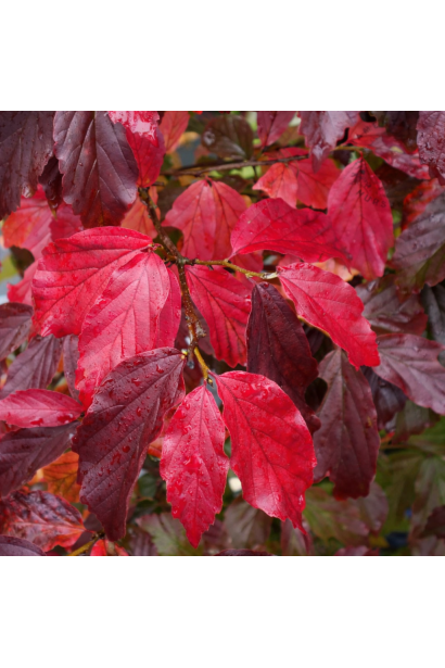 Парротія Bella вогняне осіннє листя